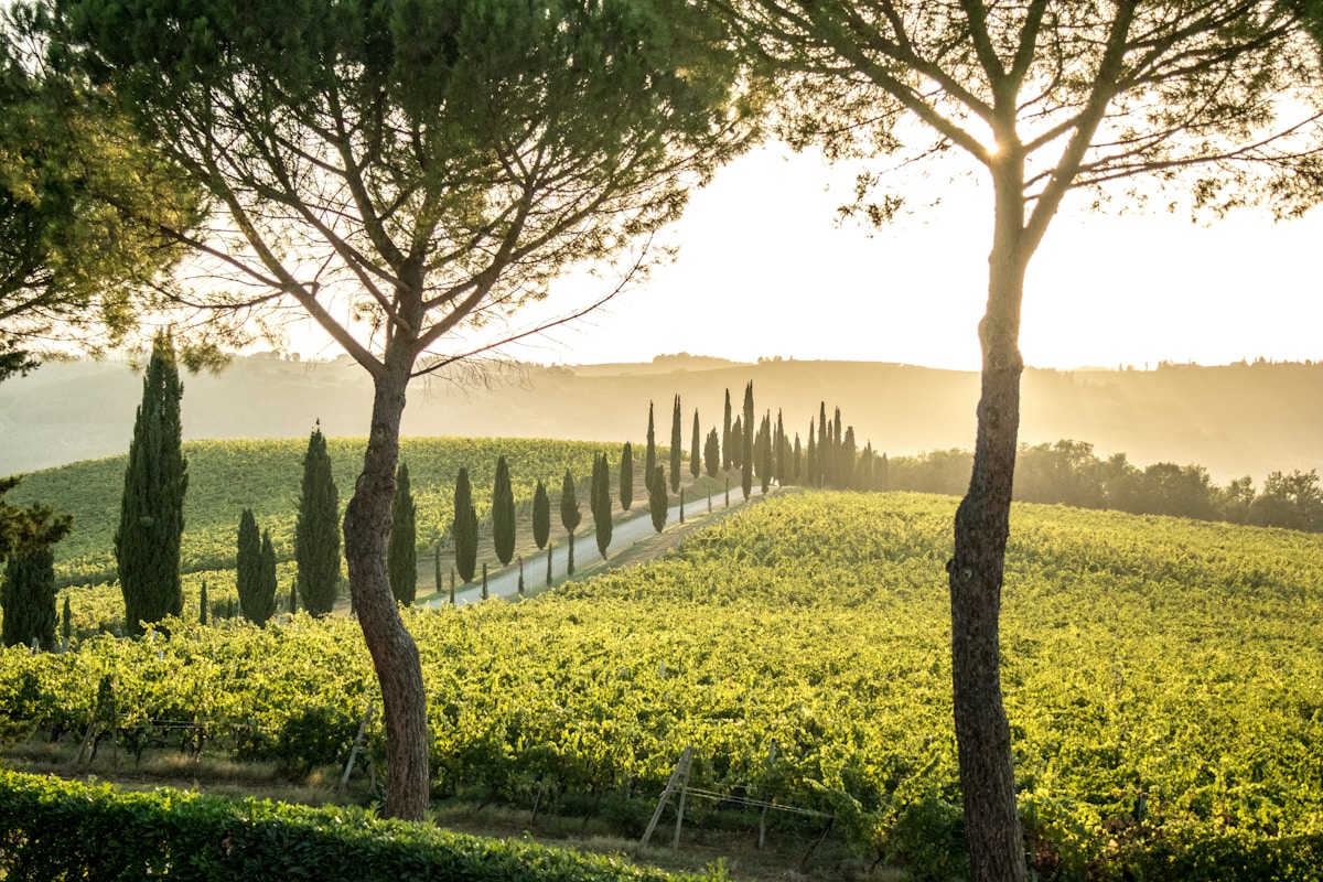 Cypress-lined road winding through sun-drenched Tuscan vineyards at golden hour