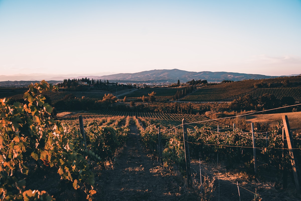 Rows of vines at sunset in a Tuscany vineyard, with hills and cypress trees in the distance