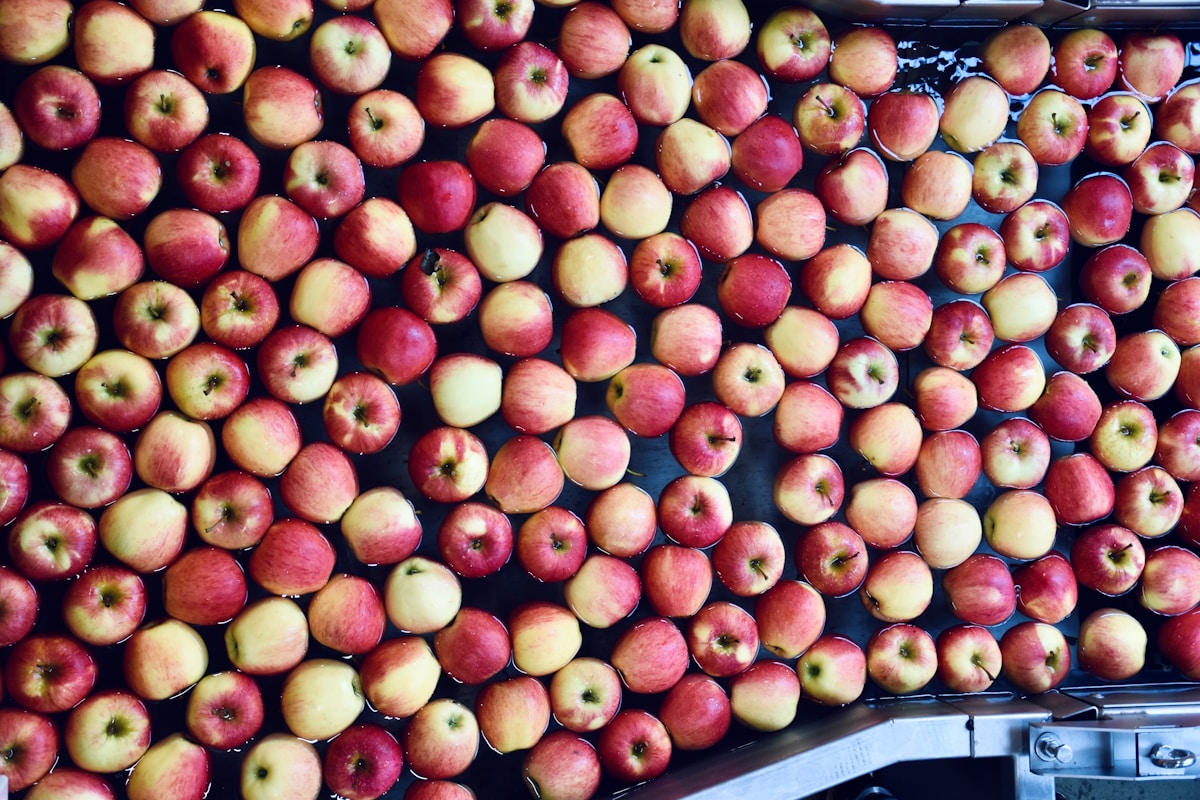 Red and yellow apples on a production conveyor, Bergamo province apple region, Lombardy, Italy