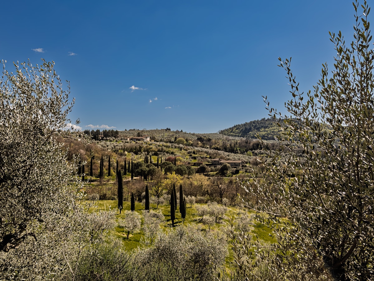Rolling hills with cypress trees and olive groves, Tuscany, Italy