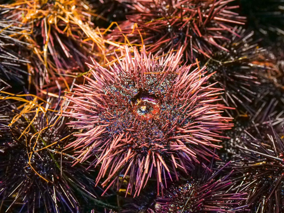 Fresh sea urchins (ricci di mare) with spiny purple shells at a seafood market, southern Italy
