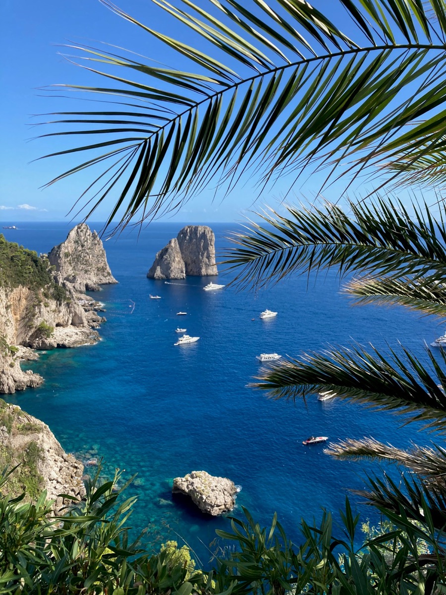 Green palm tree near body of water, Capri, Bay of Naples, Italy