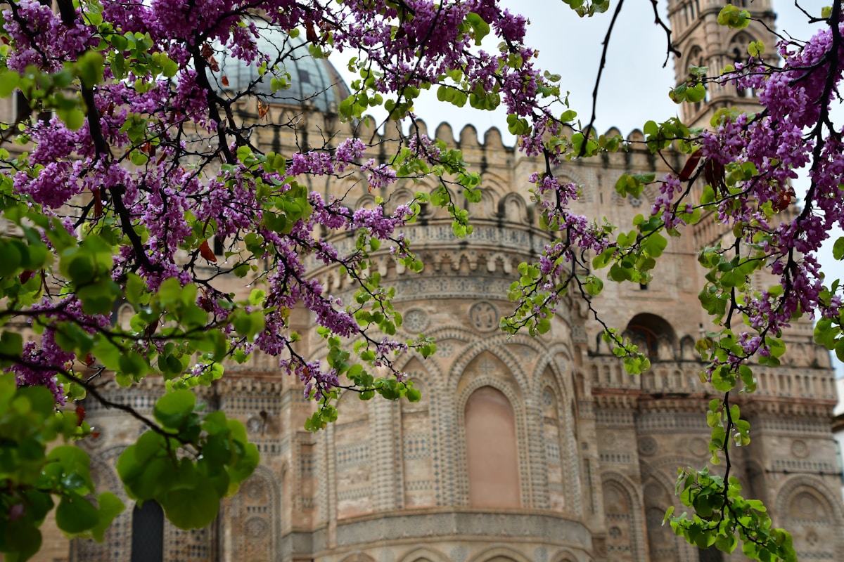 Palermo Cathedral ornate Norman facade framed by spring blossoms, Sicily, Italy