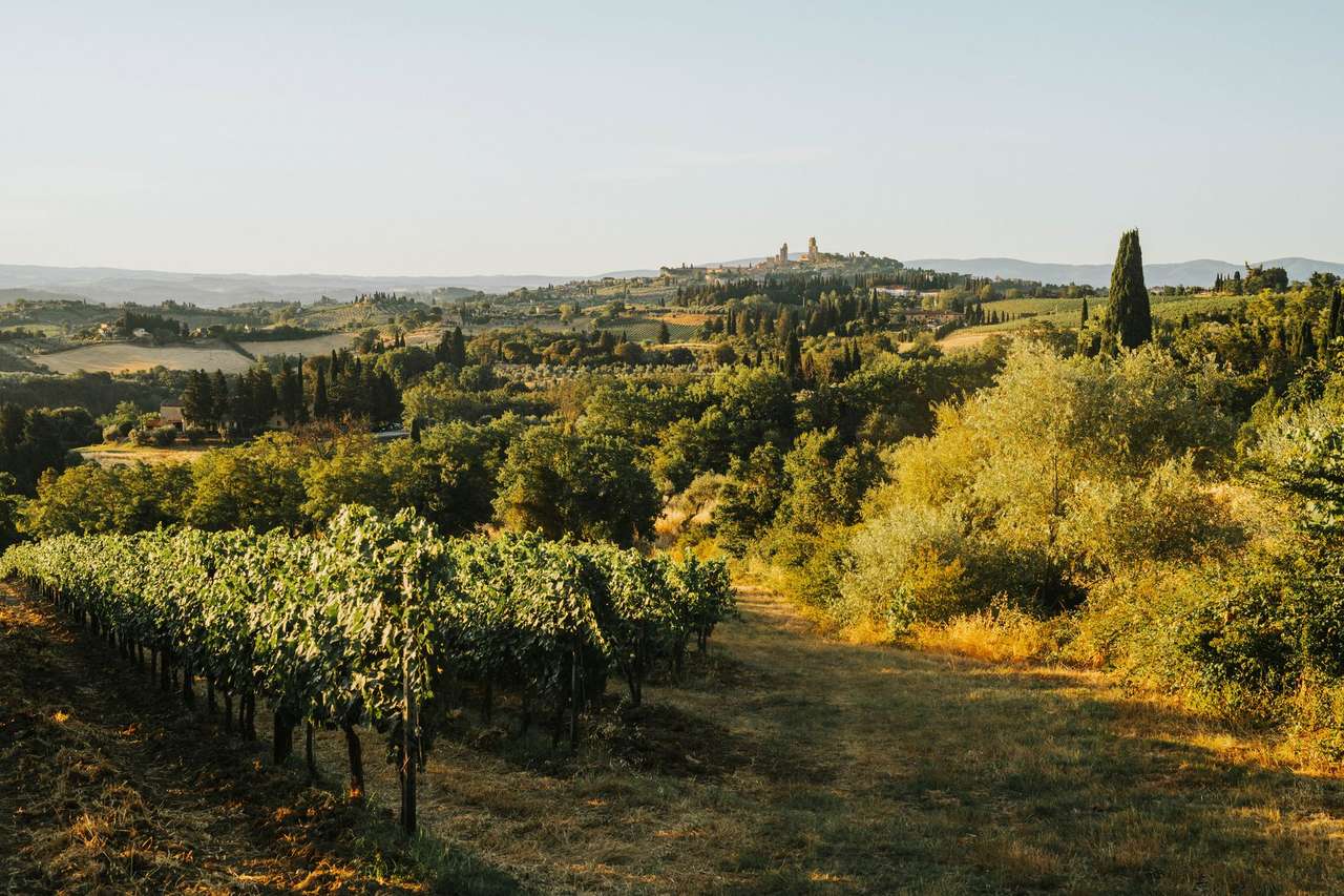 Rolling Tuscan vineyard and hills at sunset with a hilltop town in the distance, Tuscany, Italy