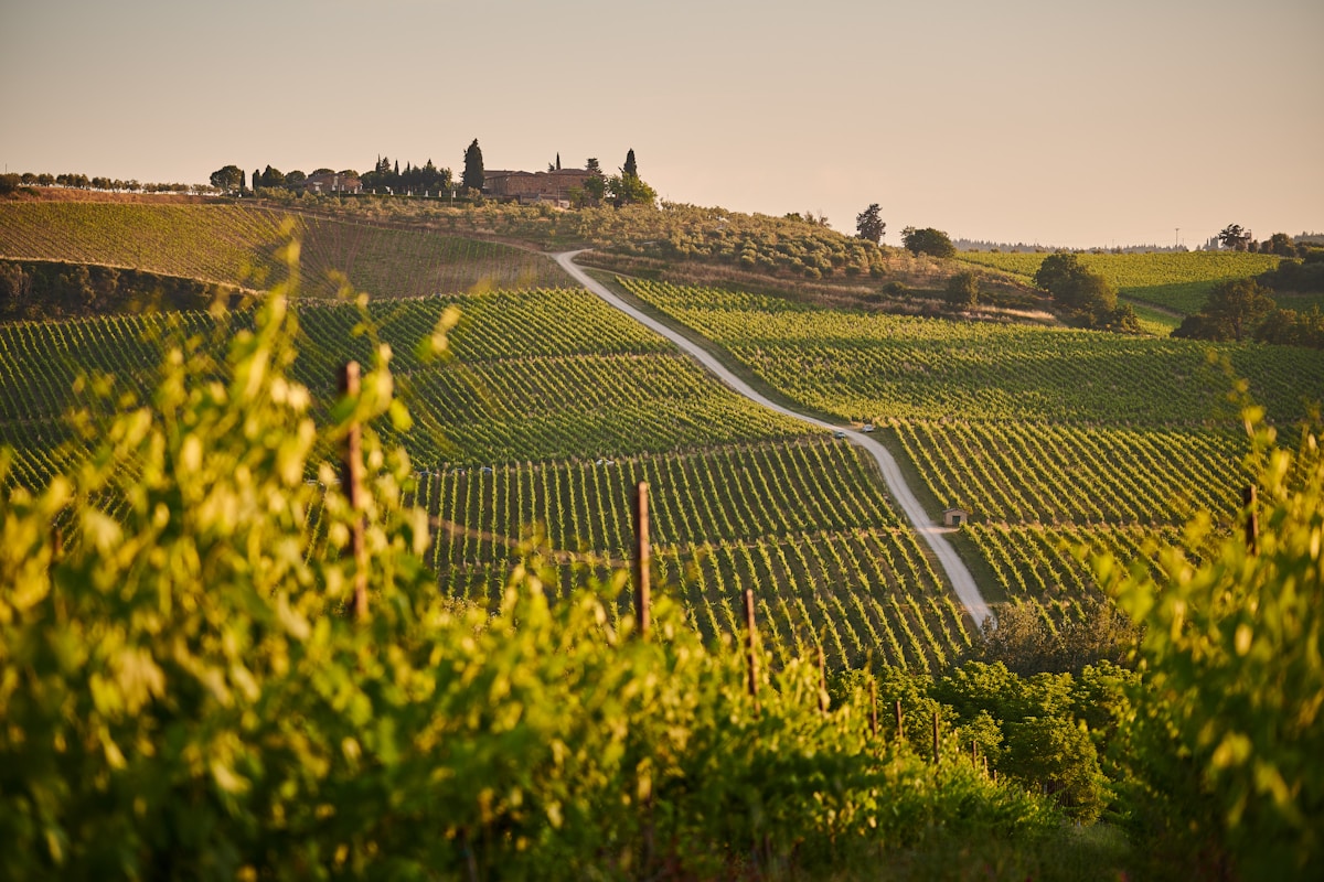 Vineyard rows on Tuscan hillside, Tuscany, Italy